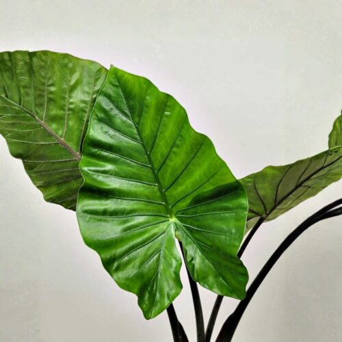 shade tolerant plants for live oak canopy