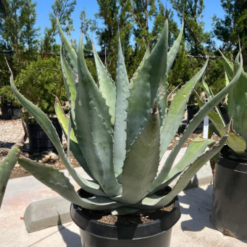 salt tolerant landscaping plants Sarasota