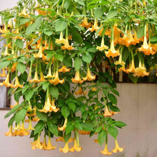 tropical plants for residential landscaping