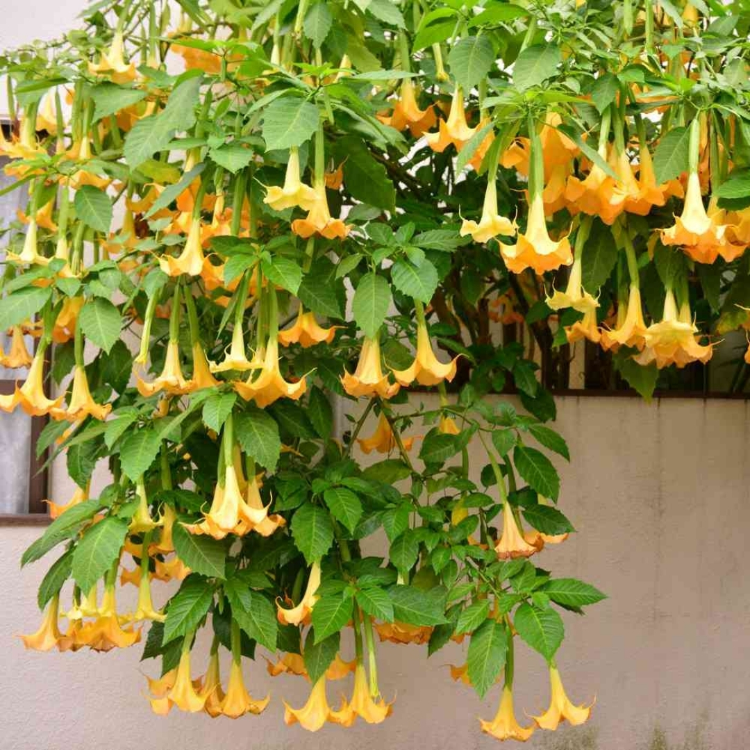 tropical plants for residential landscaping