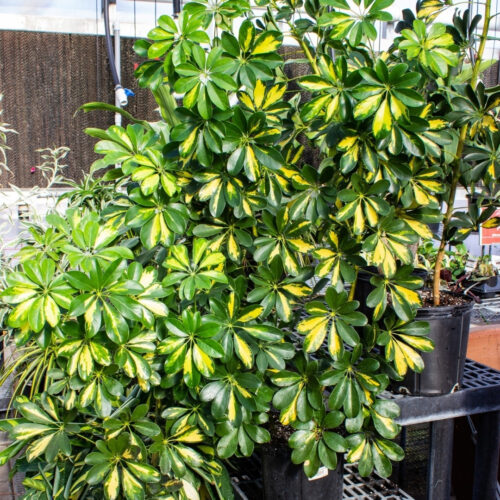 full sun low maintenance plants Florida