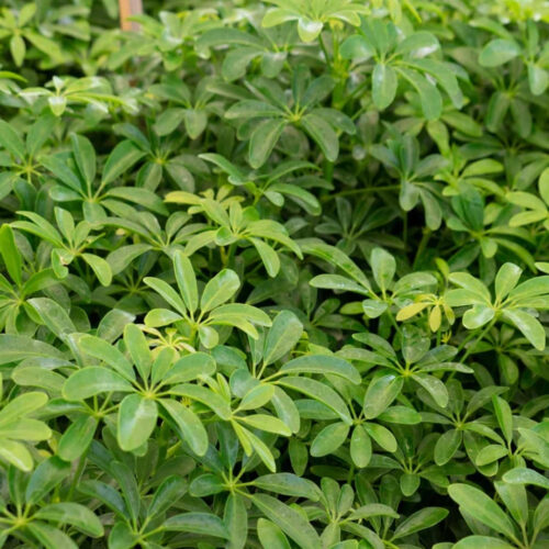 Florida landscape design ideas