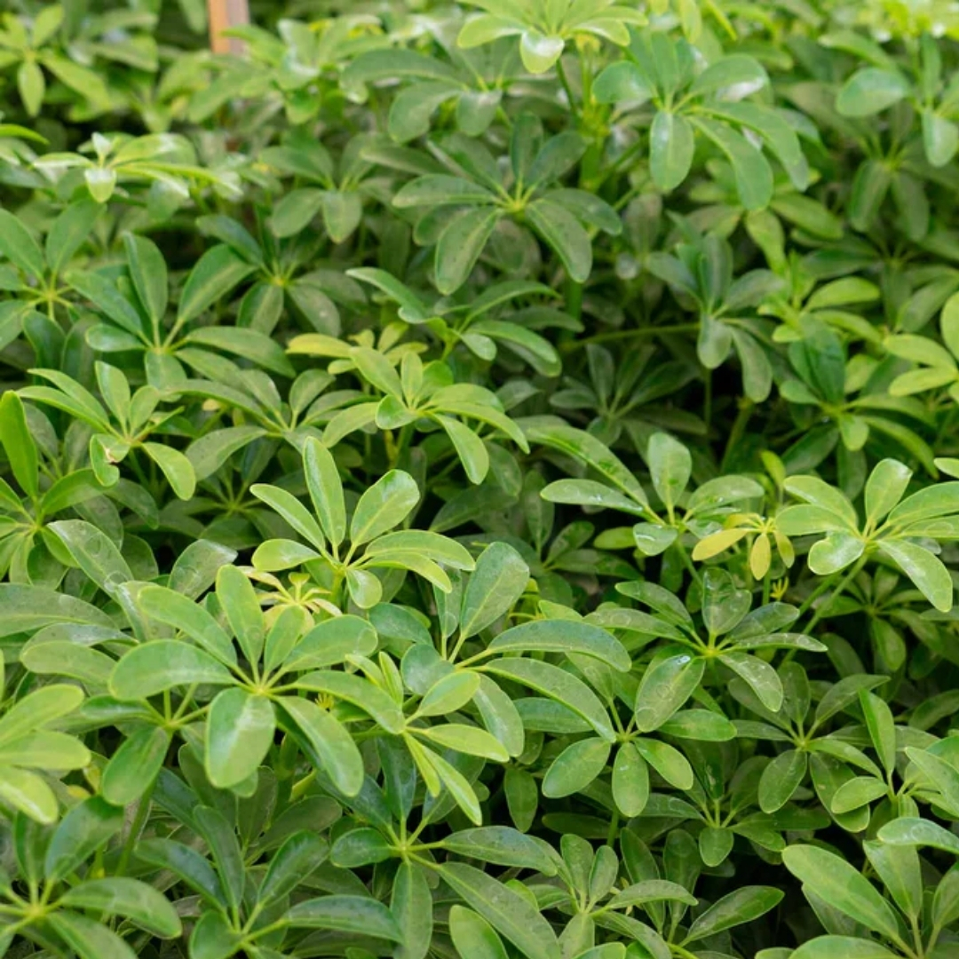 Florida landscape design ideas
