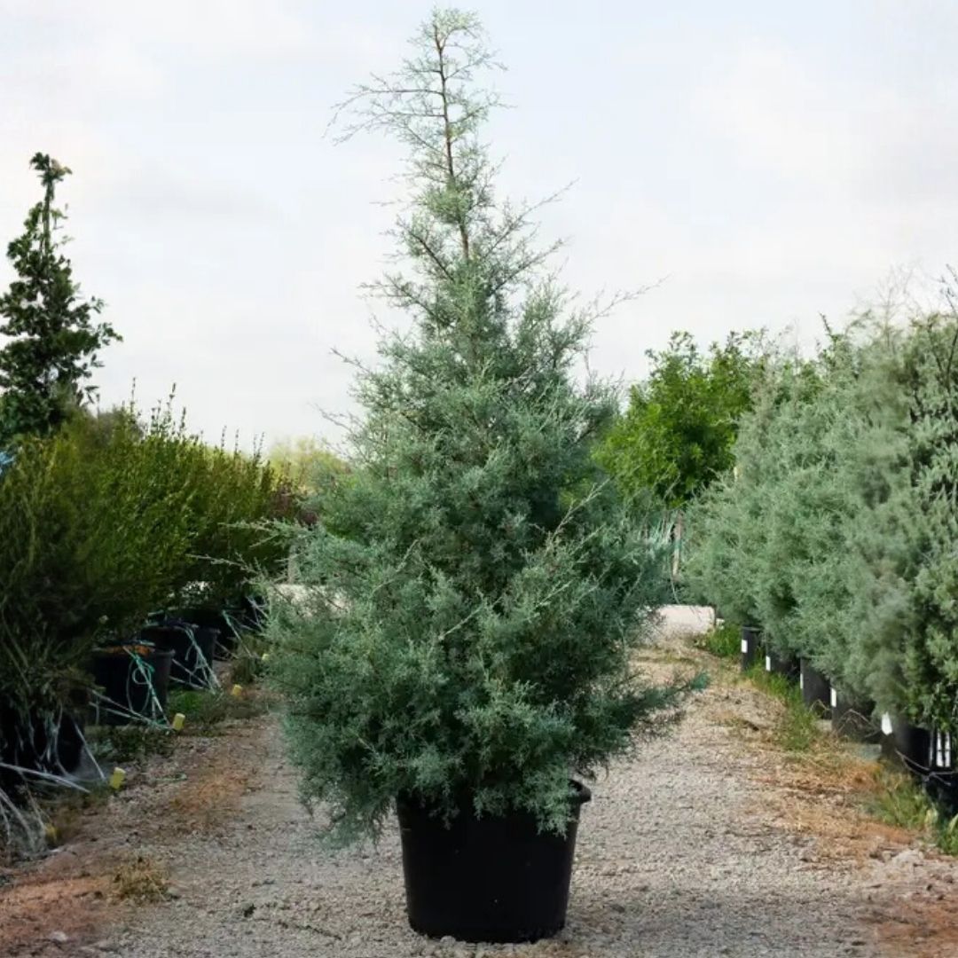 native and Florida-friendly landscaping ideas