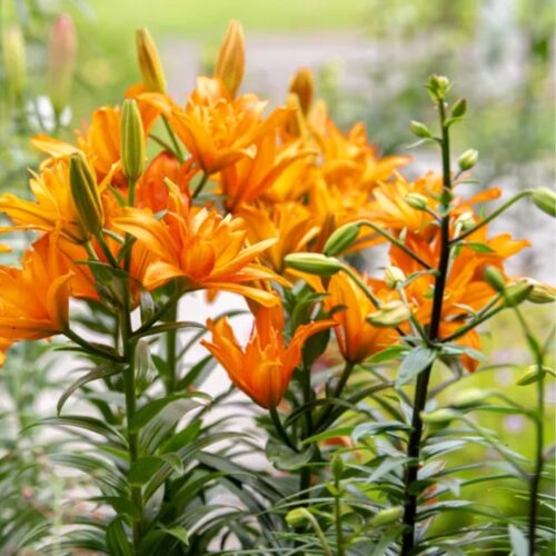 coastal foundation plants for Florida homes
