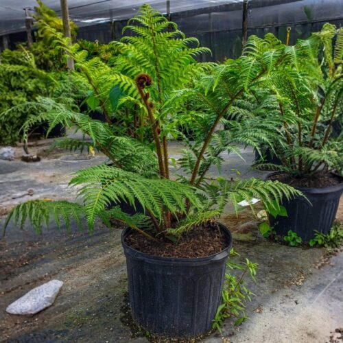 native and Florida-friendly landscaping ideas
