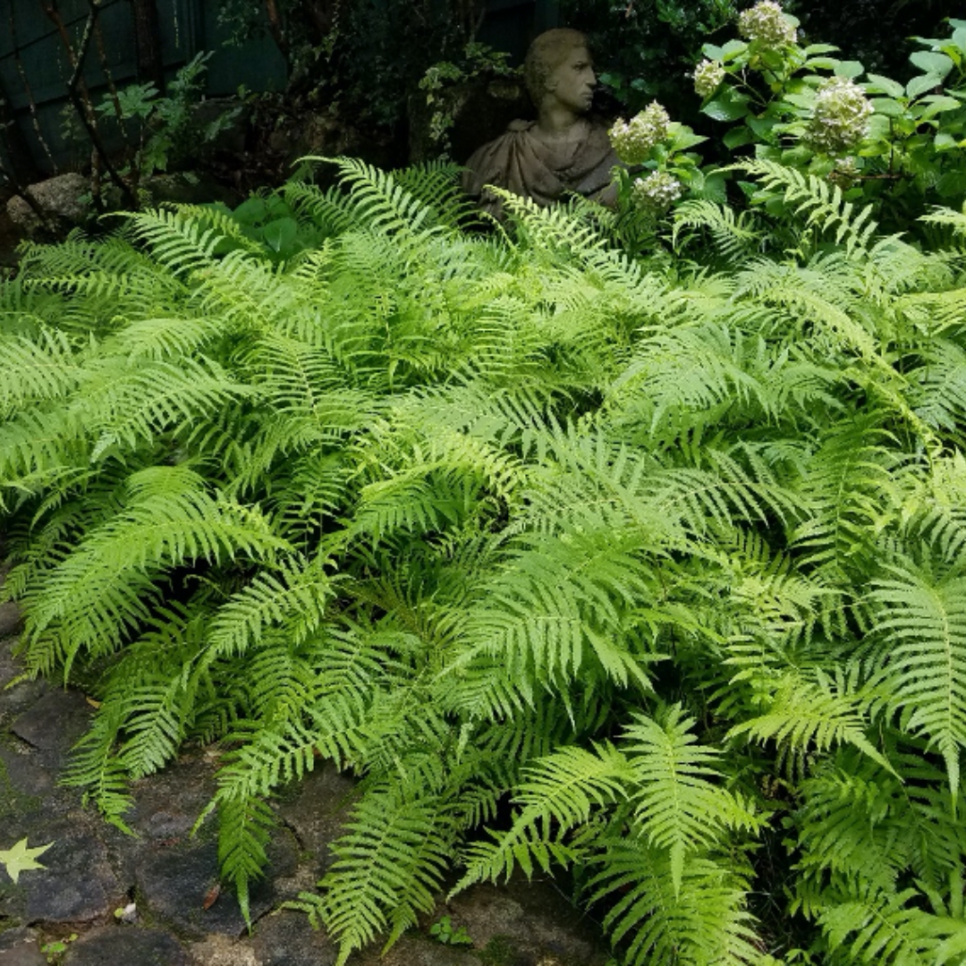 shade tolerant plants for live oak canopy