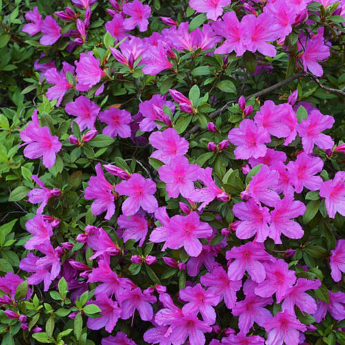 full sun low maintenance plants Florida