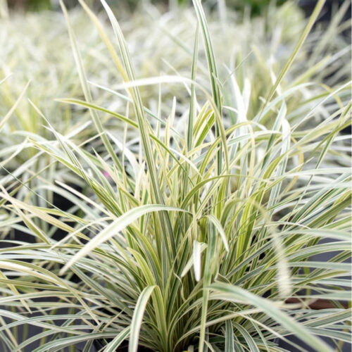 premium landscaping plants near me