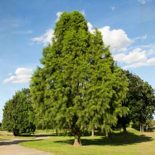 landscape plants for Florida homes