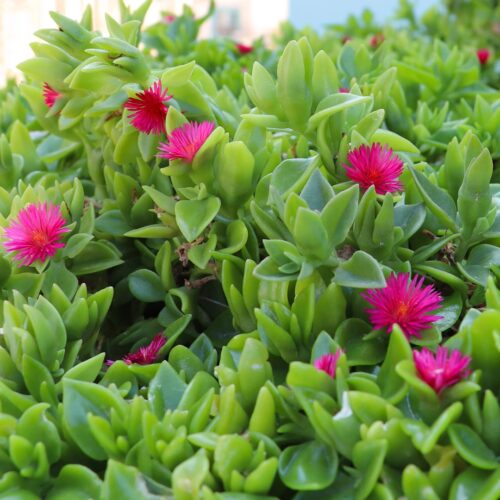 shade tolerant plants for live oak canopy