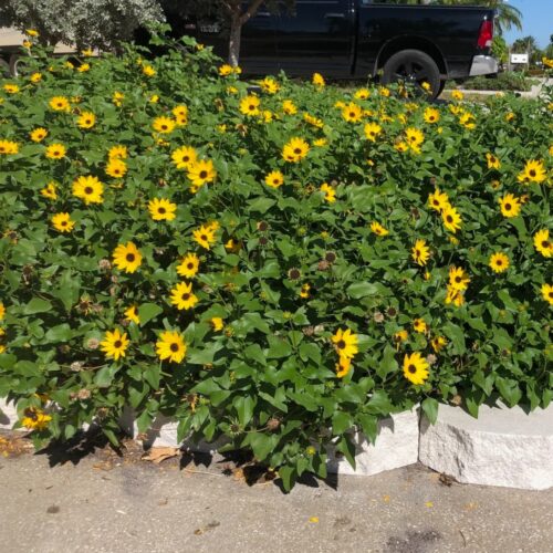 shade tolerant plants for live oak canopy