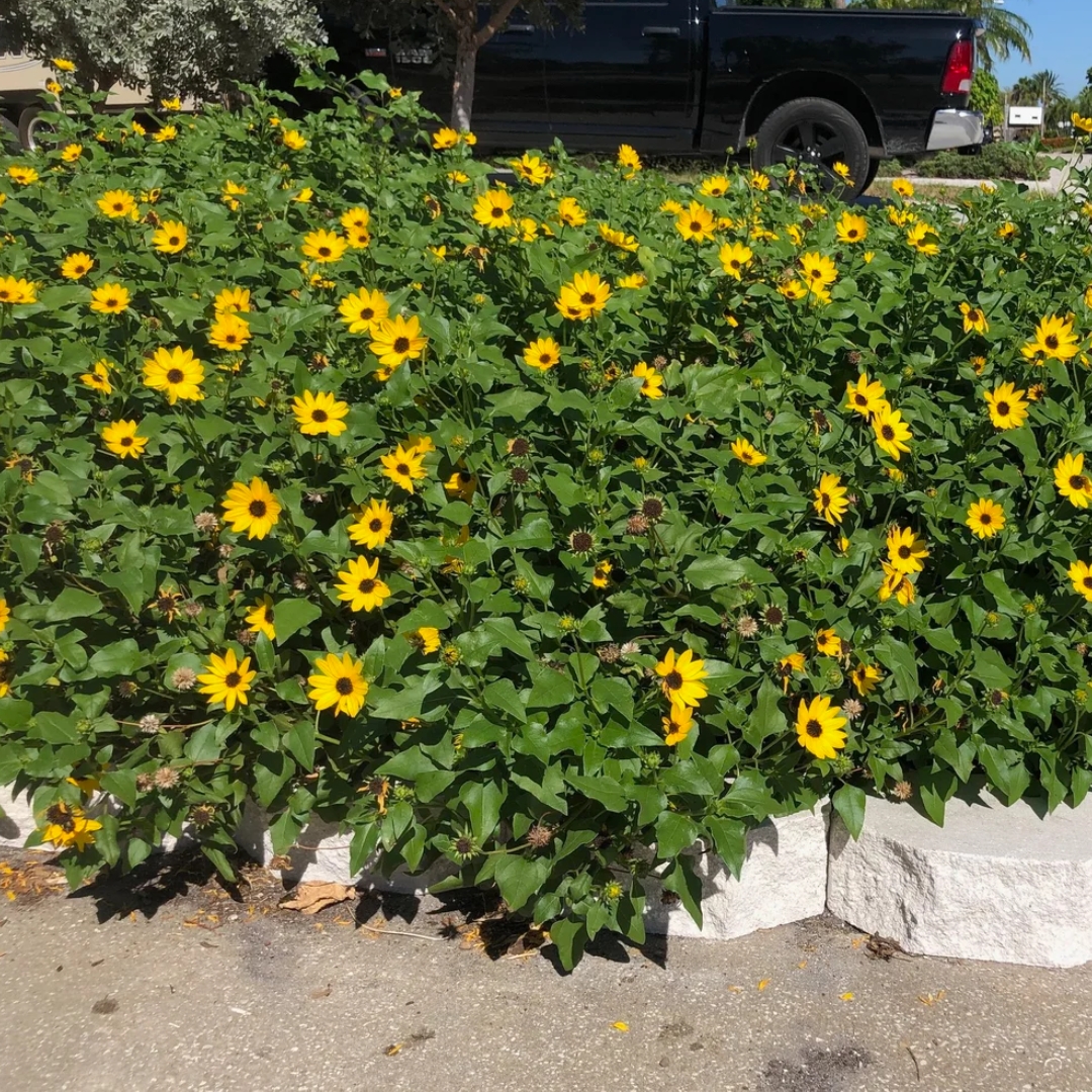 shade tolerant plants for live oak canopy