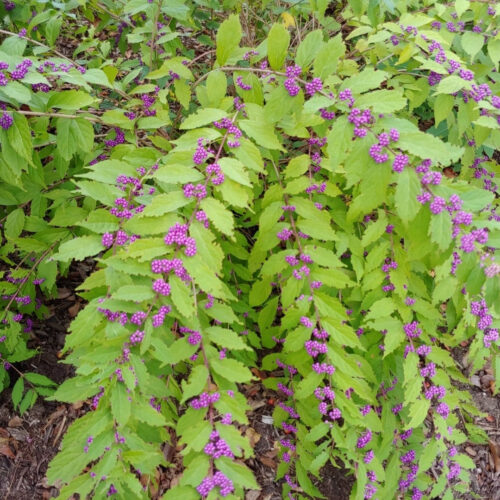full sun low maintenance plants Florida