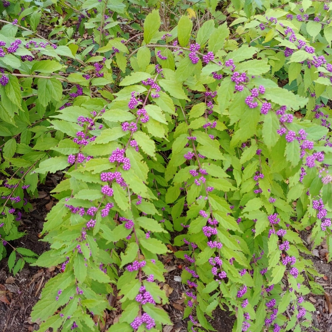 full sun low maintenance plants Florida