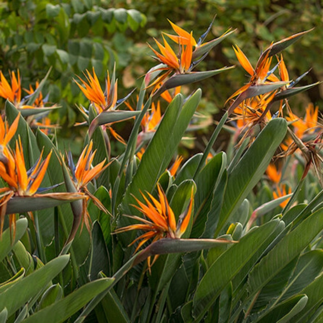 full sun low maintenance plants Florida