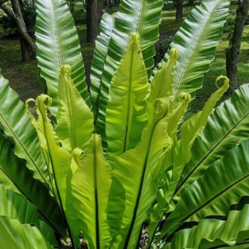 shade tolerant plants for live oak canopy
