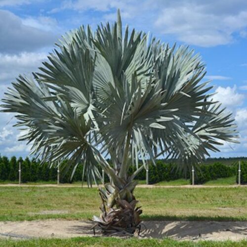 landscape plants for Florida homes