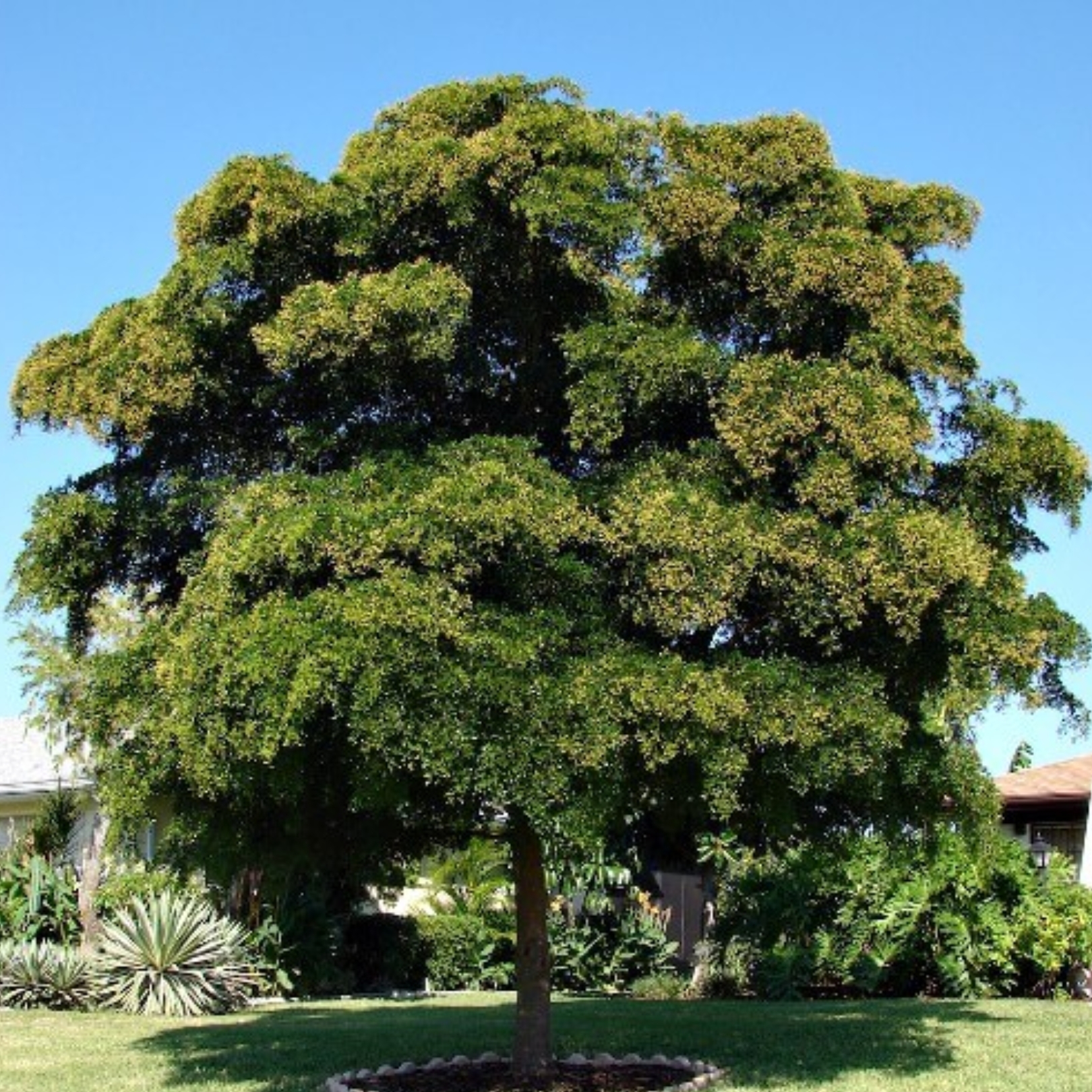tropical plants for residential landscaping