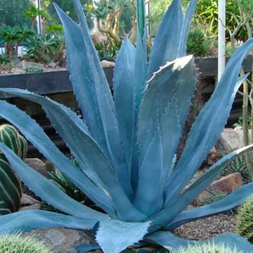 native Florida privacy shrubs for coastal homes