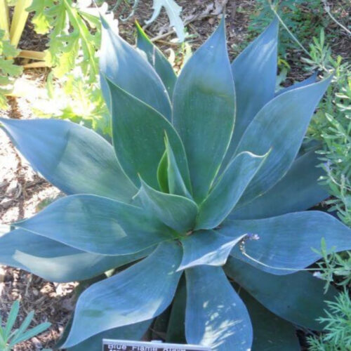 native Florida privacy shrubs for coastal homes