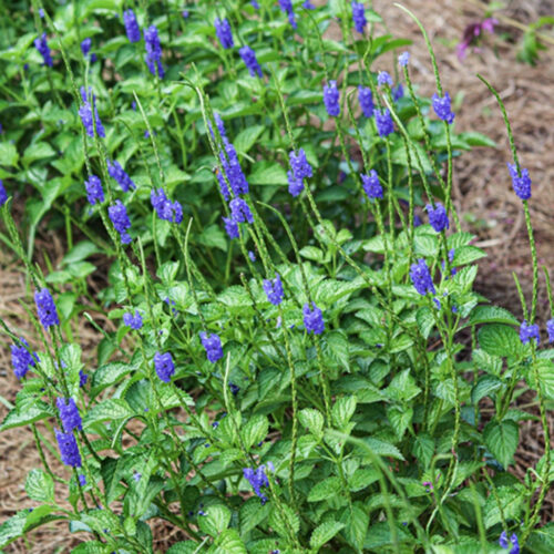 native and Florida-friendly landscaping ideas