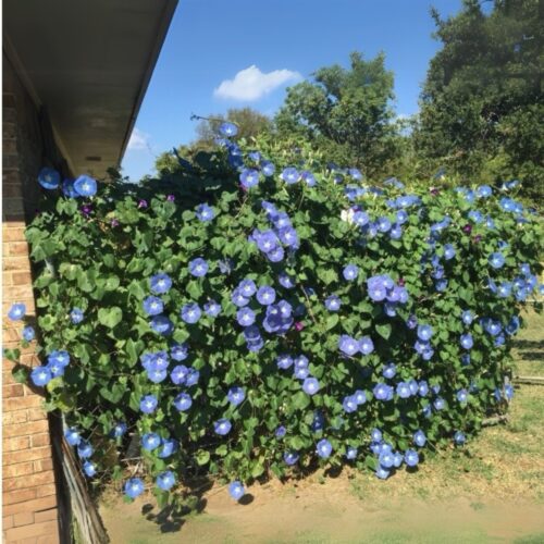 where to buy plants near me