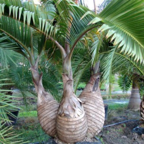 garden inspiration for Florida yards