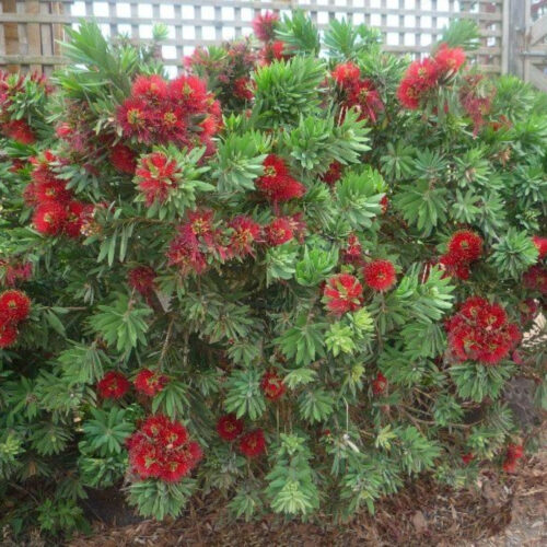 Florida landscape design ideas