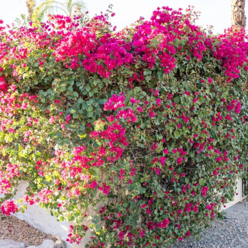 Florida landscape design ideas