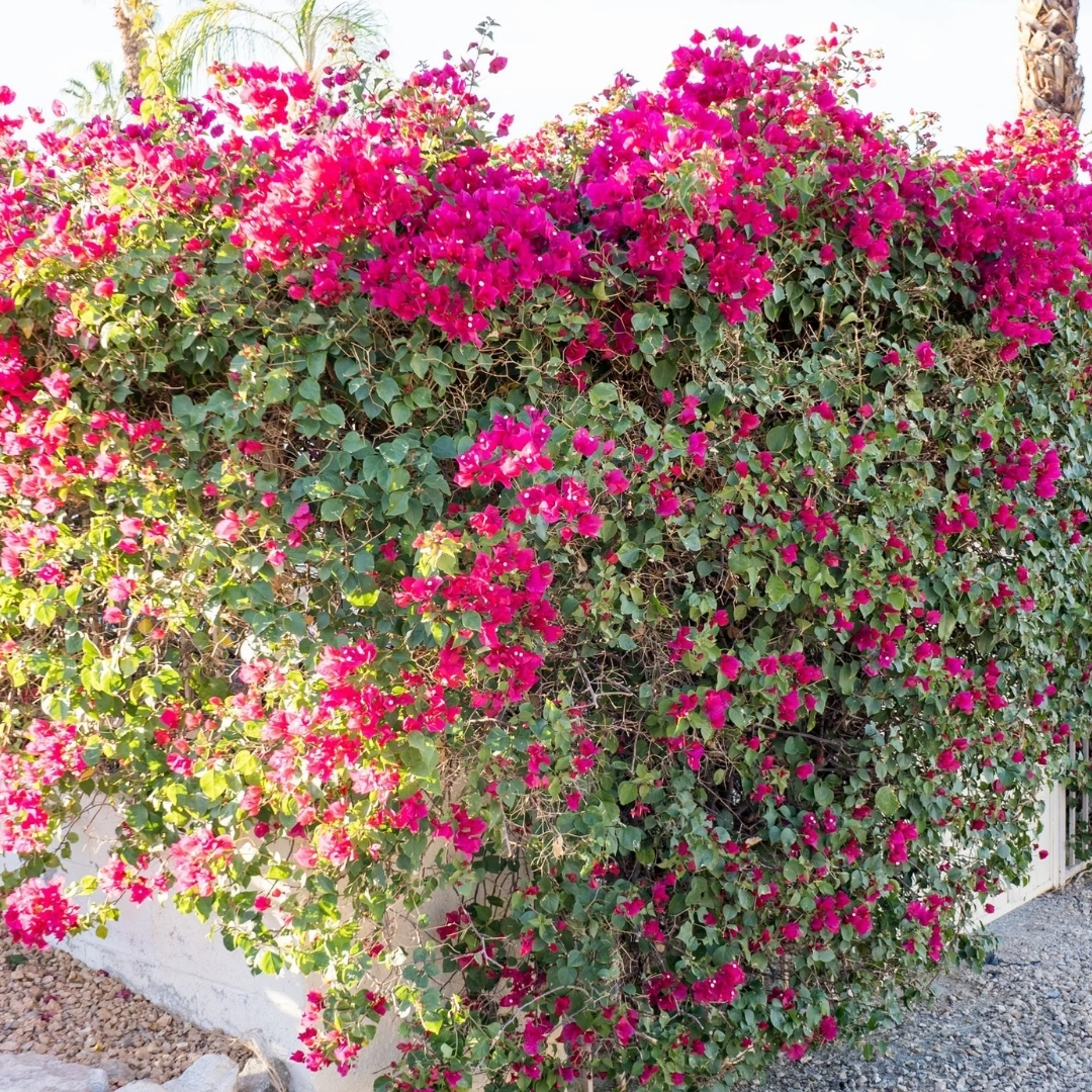 Florida landscape design ideas