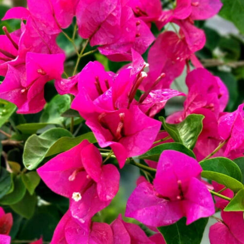 native and Florida-friendly landscaping ideas