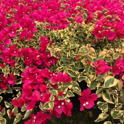 full sun low maintenance plants Florida