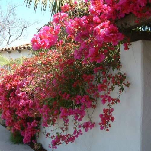 where to buy plants near me