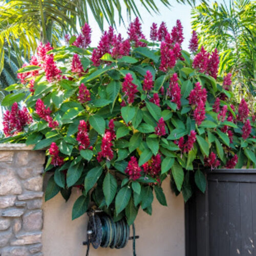 Florida landscape design ideas
