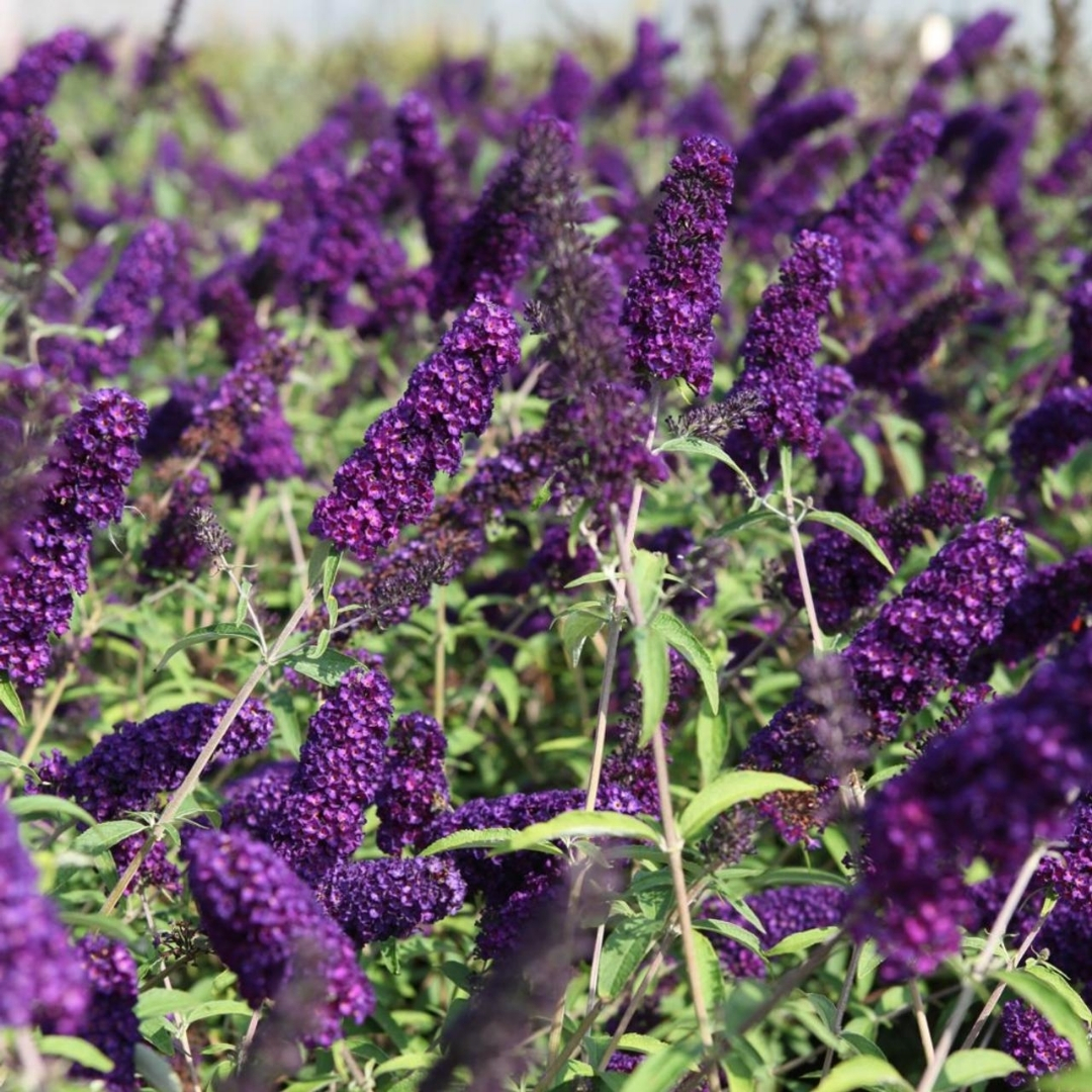 full sun low maintenance plants Florida