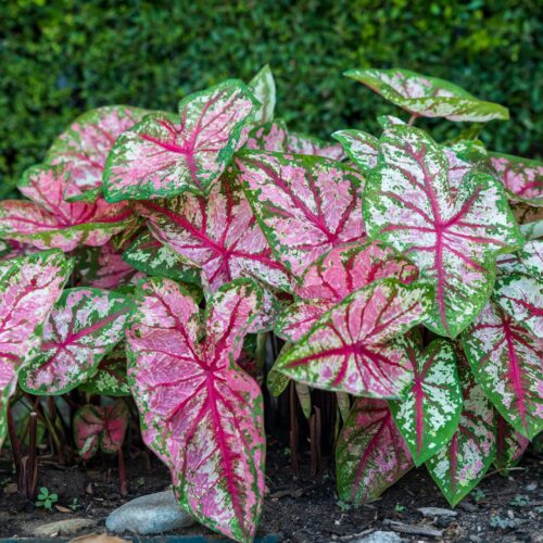 coastal foundation plants for Florida homes