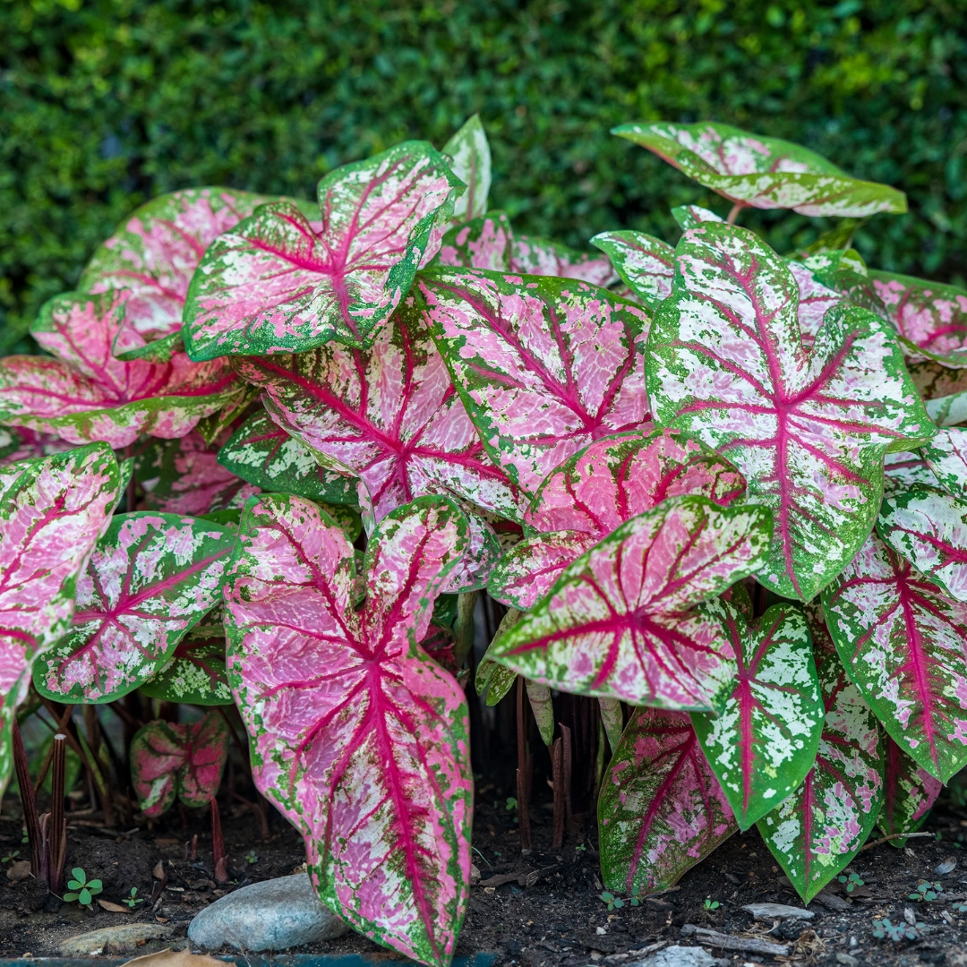 coastal foundation plants for Florida homes
