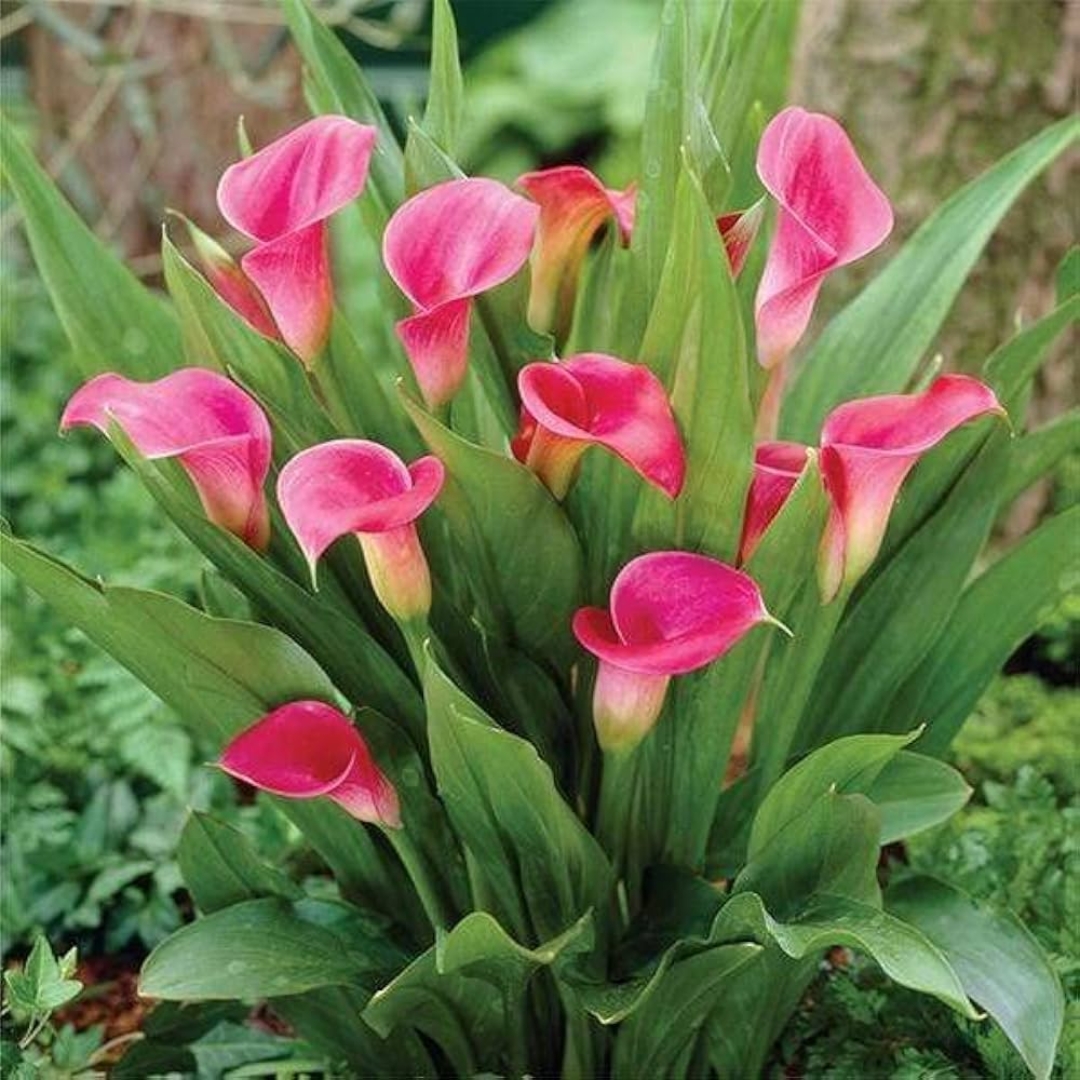 coastal foundation plants for Florida homes