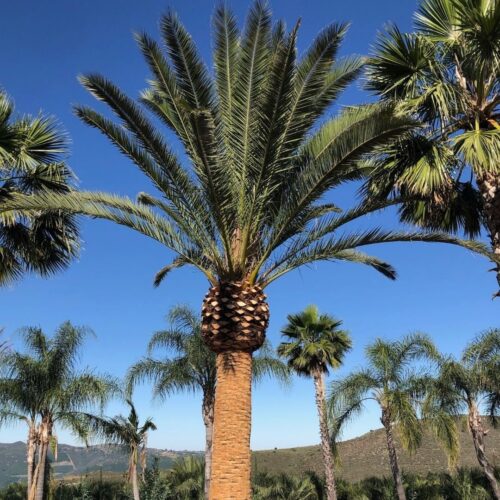 landscape plants for Florida homes