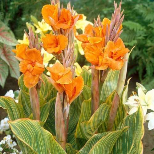 coastal foundation plants for Florida homes