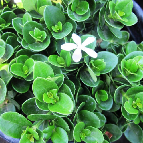 native and Florida-friendly landscaping ideas