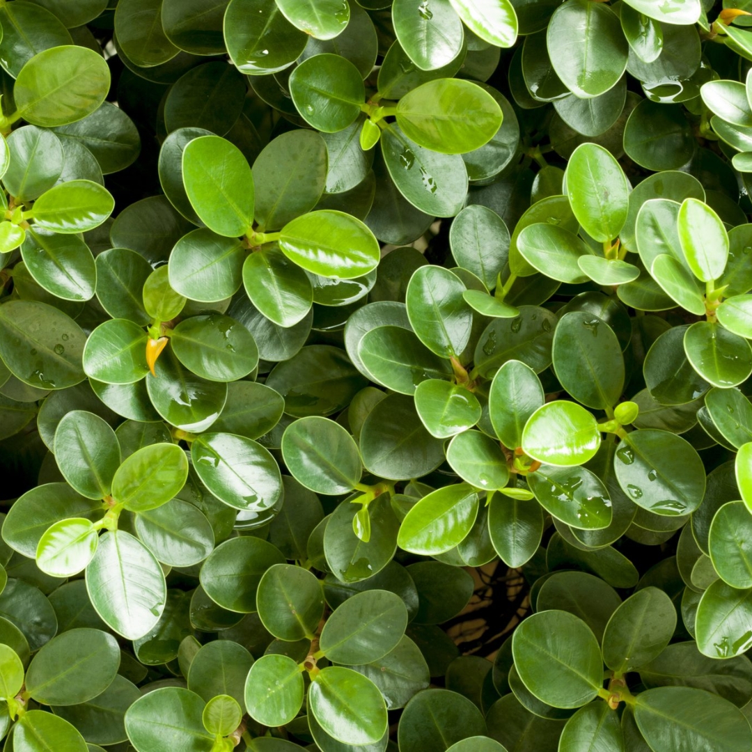 shade tolerant plants for live oak canopy