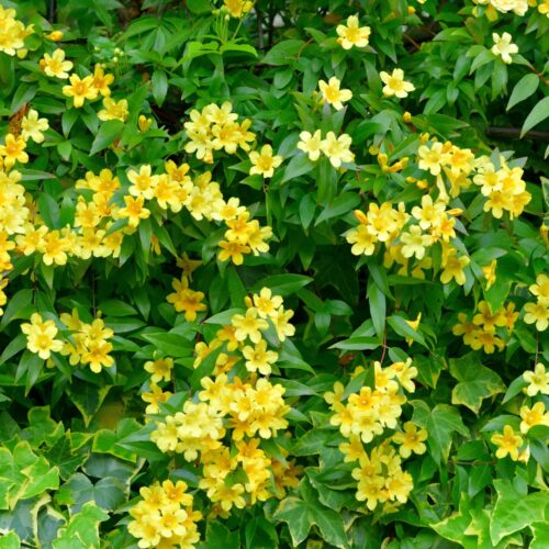 coastal foundation plants for Florida homes