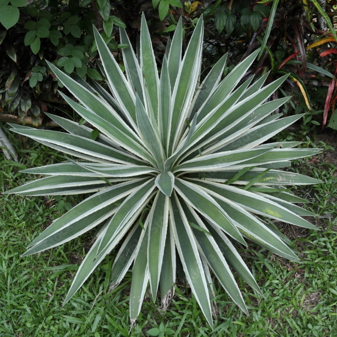 native Florida privacy shrubs for coastal homes
