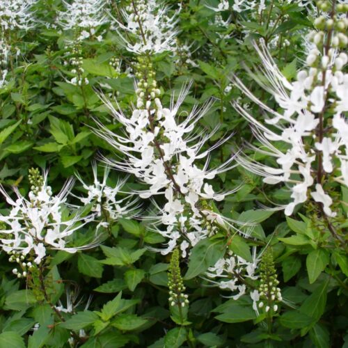 Florida friendly landscaping plants near me