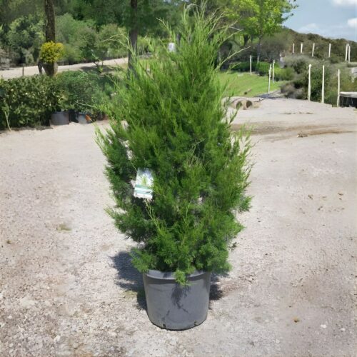 native and Florida-friendly landscaping ideas