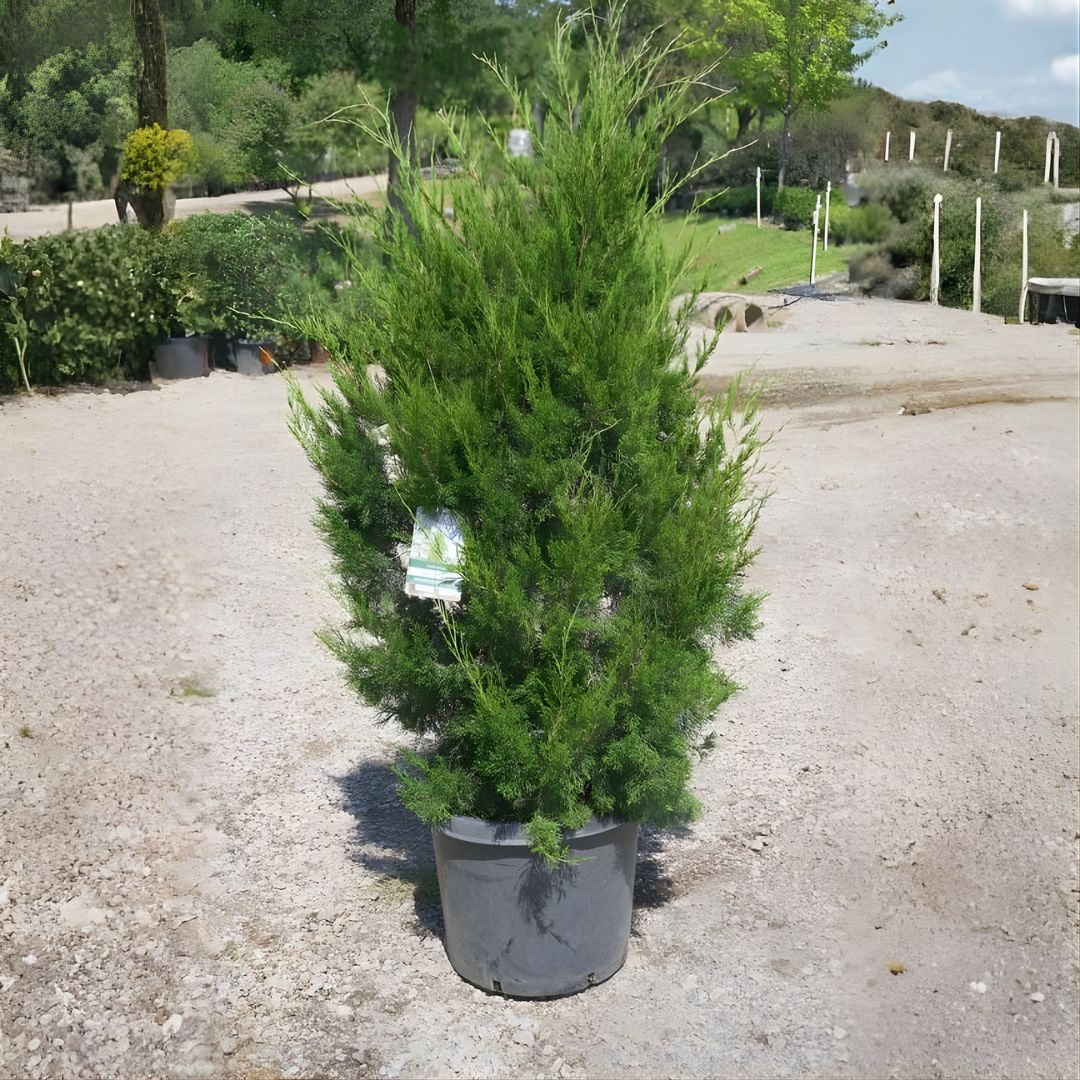 native and Florida-friendly landscaping ideas