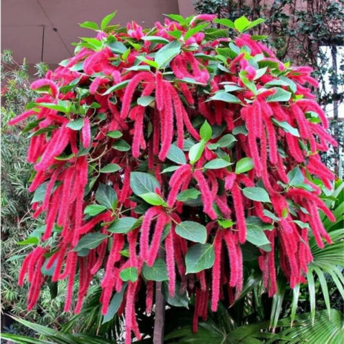 full sun low maintenance plants Florida