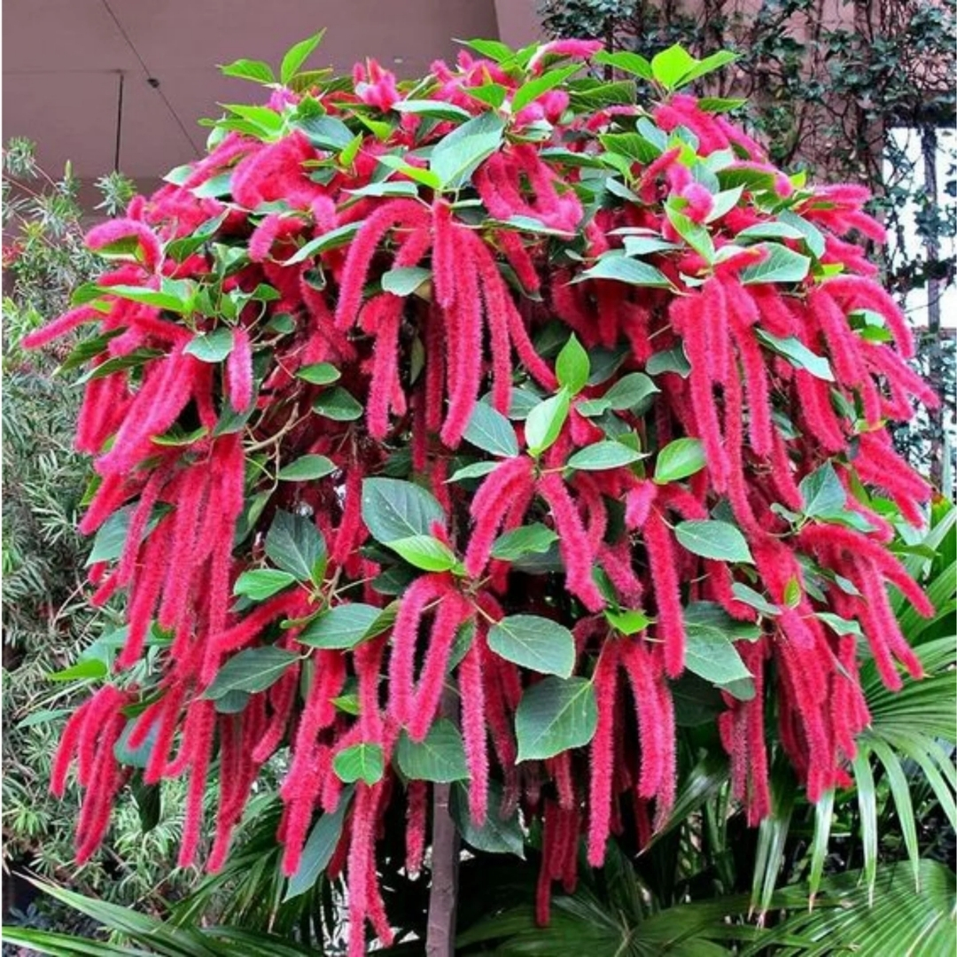 full sun low maintenance plants Florida